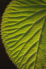 close up of backlit bright new spring green leaf