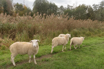 Several sheep are walking along the path next to the reeds.
