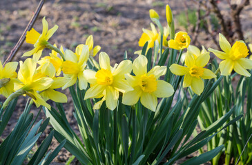 Obraz premium Fresh beautiful Daffodil flowers in gardens
