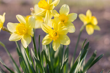 Obraz premium Fresh beautiful Daffodil flowers in gardens