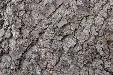 Old rough bark of a greenish pine tree