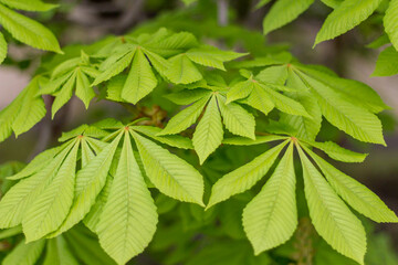 Horse-chestnuts on conker tree branch - Aesculus hippocastanum fruits in autumn.