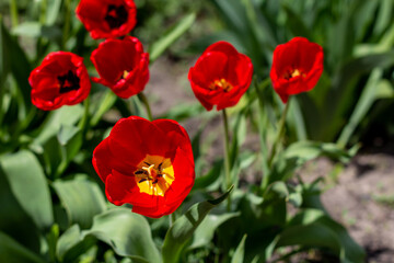 Colorful tulips blossom in spring