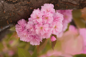 Close up of japanese cherry blossom tree