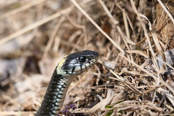 A snake, a large snake in the spring forest, in dry grass in its natural habitat, basking in the sun.