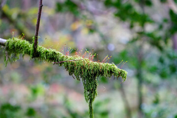 Naklejka premium Close up on thick moss growing on a tree branch 
