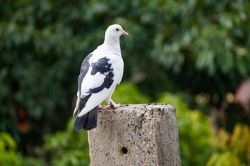 Pigeon on a fence