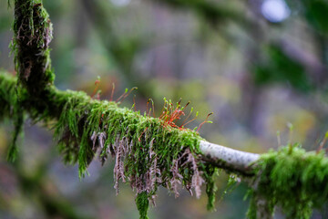 Close up on thick moss growing on a tree branch  