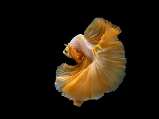 Yellow Dragon Halfmoon Siamese Fighting Fish