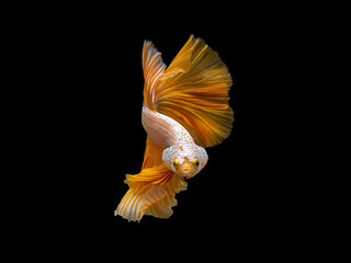 Yellow Dragon Halfmoon Siamese Fighting Fish