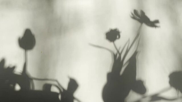 windy flower shadows on a wall. horizontal background
