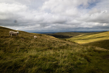 sheep in the mountains © Light Reflex Visuals