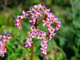 Blühende Bergenie, Bergenia, im Frühling