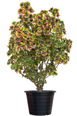 Coleus Forskohlii, Painted Nettle or Plectranthus scutellarioides growing in black plastic pot isolated on white background included clipping path.