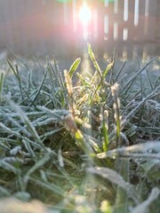frost on the grass