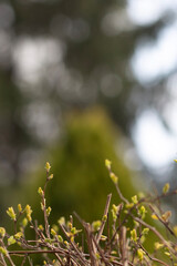 spring in the forest Poland, Poznań