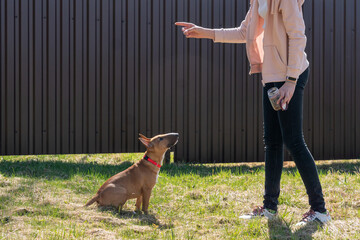 Teen age girl training her miniature bull terrier dog outdoors. puppy during obedience training...