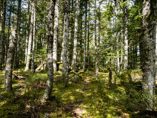Obraz premium Typical forest view in Massif Central in France