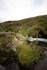 landscape with grass