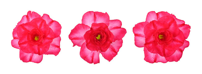 Pink red flower adenium obesum blooming isolated on white background.