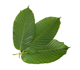 Obraz premium Mitragyna speciosa leaves on white background.
