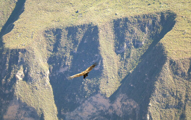 An Andean Condor flying in the morning light of Colca canyon, the highland of Arequipa region, Peru
