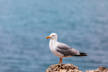 Small silvery sea gull when posing professionally against background of blurred sea