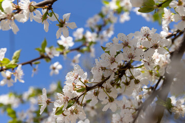 Beautiful branches of blossoming cherries. Beautiful abstract spring background.