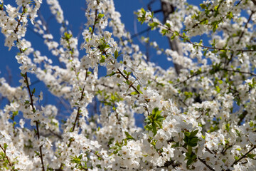 Beautiful branches of blossoming cherries. Beautiful abstract spring background.
