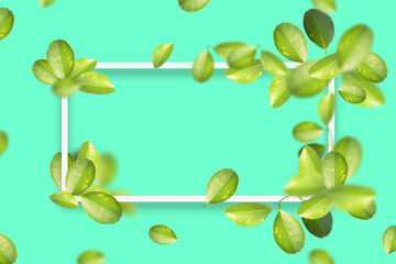 Green lemon leaves with white frame in color background