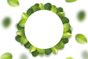 Green lemon leaves with round frame on white background. Summer concept. copy space