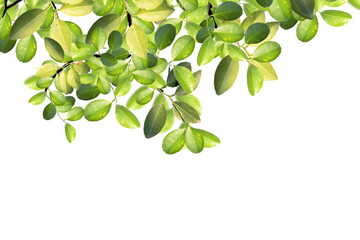 Green tree leaves and branches isolated on white. Lemon leaves