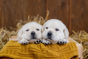 Two white golden retriever puppies lying in a box in a barn with hay in the village