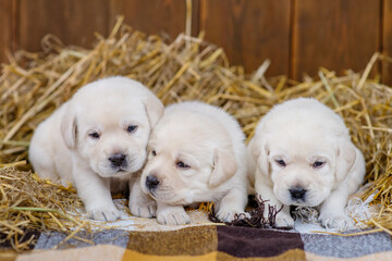 Three white golden retriever puppies lying on a blanket in a barn with hay in the village