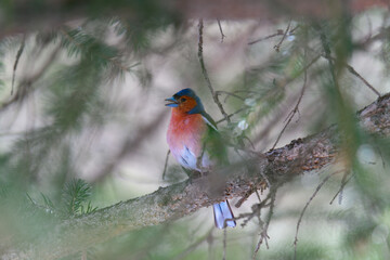 finch with open beak hidden in the branches of a fir