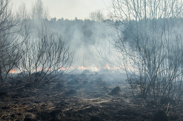 Fire and smoke during a forest fire. Bushes are burning.