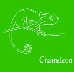 Illustration in the style of line art on the theme of animalism with a chameleon.
