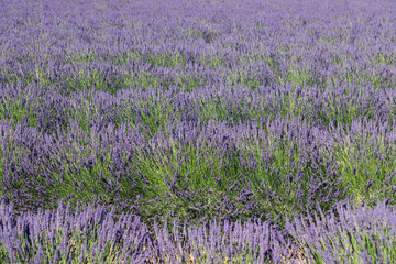 The tight and tidy mounds of young lavender soft silver-green foliage and bloomy violet flowers....