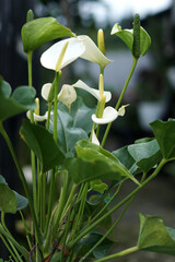 Obraz premium Natural Anthurium Sierra White. House plant. Flamingo plant. Peace Lily plant. 