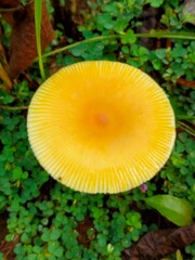 Fantastic mushroom in the forest