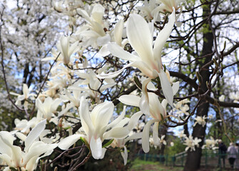 Fototapeta na wymiar Flowers of blossoming white magnolia 