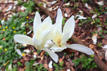 Flowers of blossoming white magnolia 