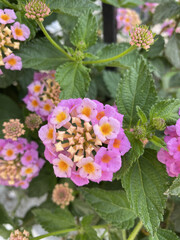Lantana camara (tahi ayam, sailara, tembelekan, common lantana, big sage, wild sage, red sage, white sage, tick berry, West Indian lantana, umbelanterna) with natural backrgound.