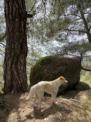 dog ​​looks at a beautiful view in the mountains. An ordinary mongrel dog sits and looks strictly to the side against the background of mountains on a sunny day