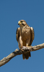 Lanner Falcon ( Falco biarmicus) Kgalagadi Transfrontier Park, South Africa