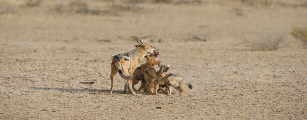 Black-backed jackal (Canis mesomelas) Kgalagadi Transfrontier Park, South Africa