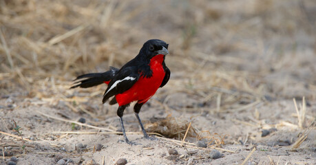Crimson-breasted Shrike (Laniarius atrococcineus) Kgalagadi Transfortier Park, South Africa