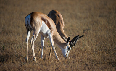 Springbok ( Antidorcas marsupialis) Kgalagadi Transfrontier Park, South Africa