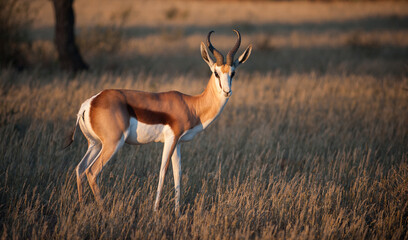 Springbok ( Antidorcas marsupialis) Kgalagadi Transfrontier Park, South Africa
