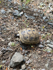 Land turtle in the mountains of Turkey in summer, close up